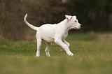 DOGUE ARGENTIN 099
